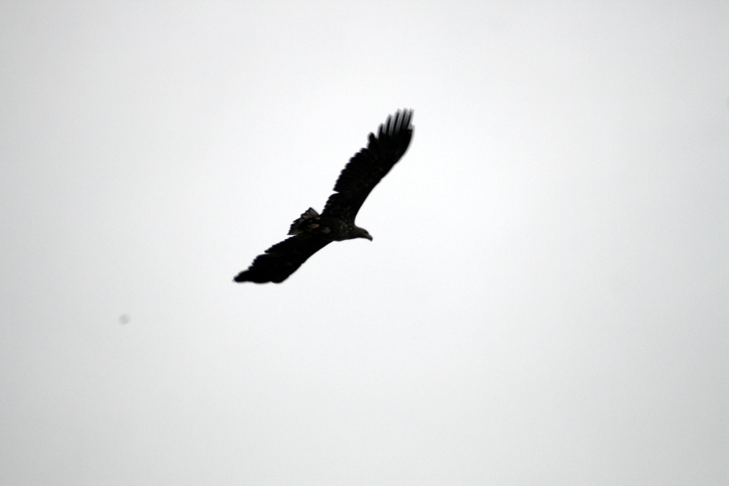VWG vogelreis Oost Duitsland mei 2010 404